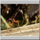 Dolichomitus sp - Schlupfwespe 08 32mm - OS-Hasbergen-Holzlagerplatz.jpg